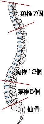 脊椎