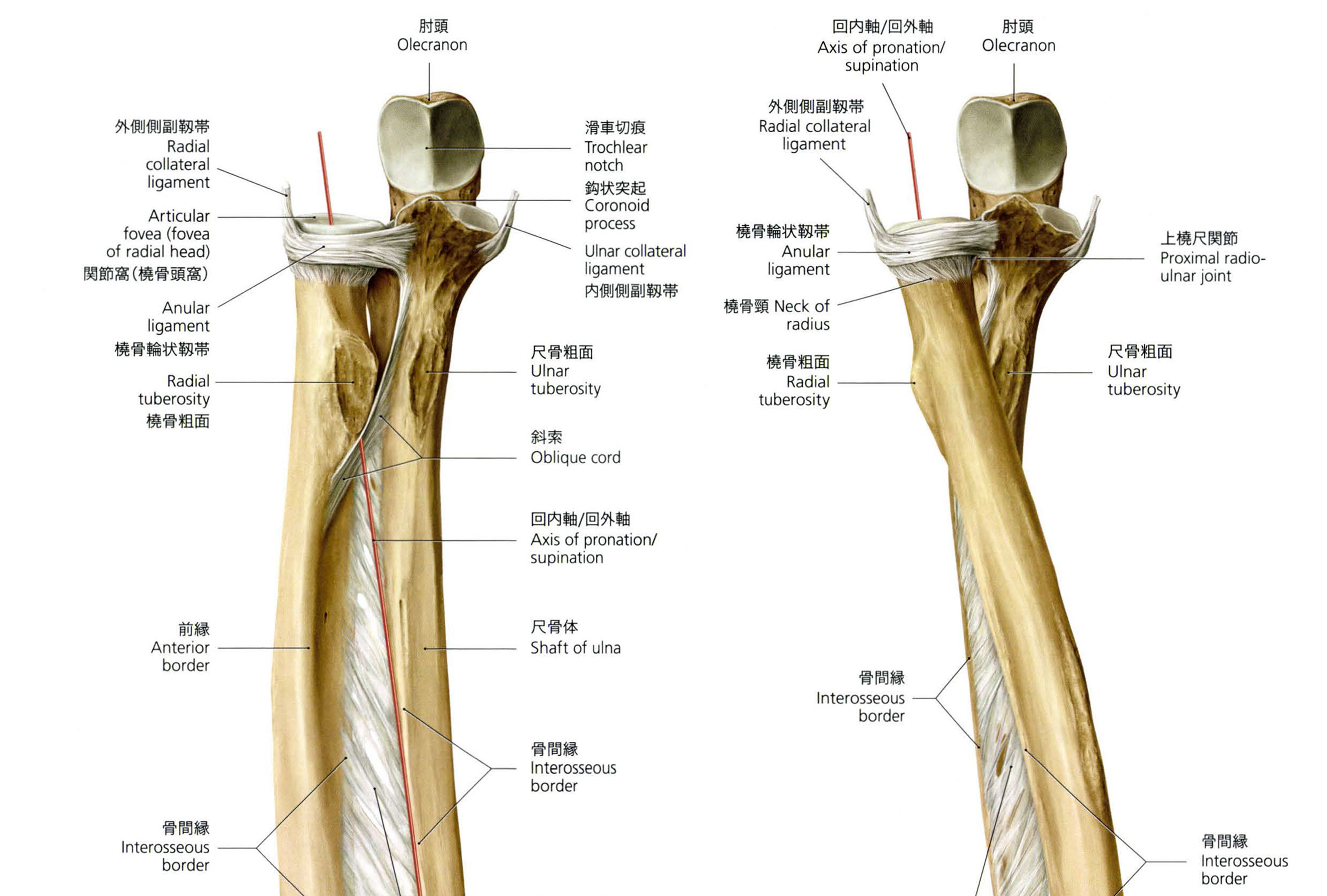 图37 肱骨-人体解剖组织学-医学