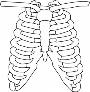 胸郭の画像