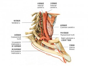 頚部　側面1